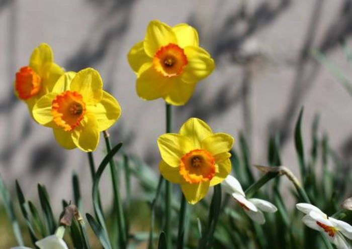 1653866_415160071961214_46198796_n - A venit Primavara