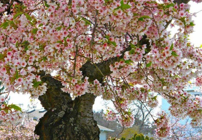 1779245_414660565344498_1216151052_n - A venit Primavara