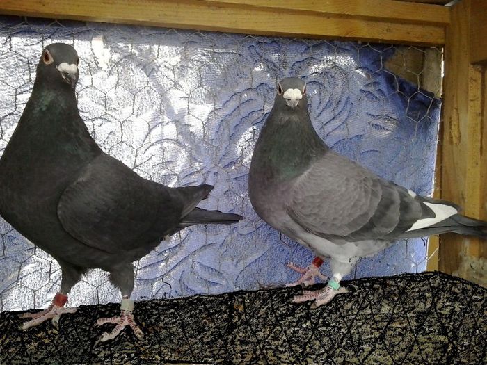 M 2010& F 2010 20 - 6 Matca 2014