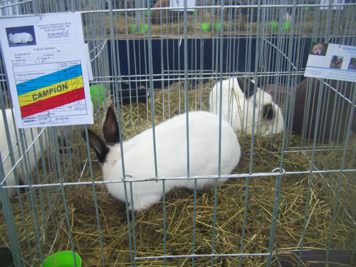 100_9319 - Expo Iasi 2014