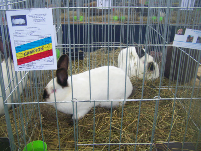 100_9320 - Expo Iasi 2014