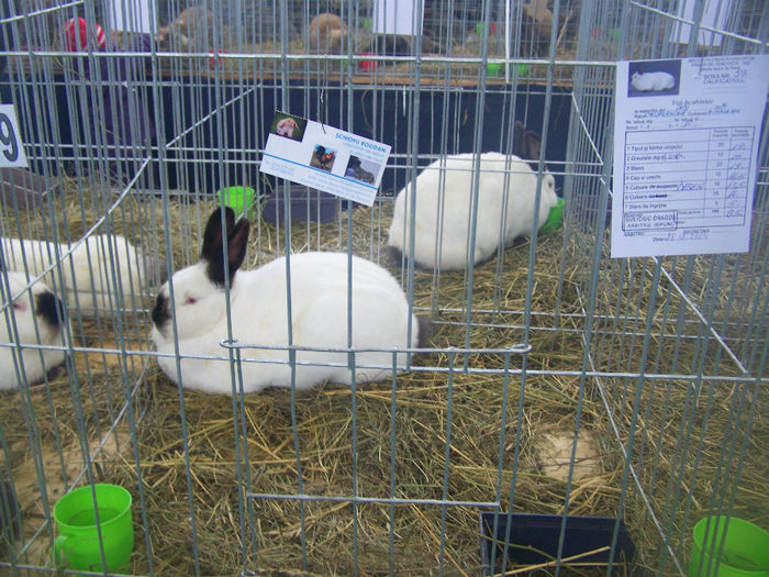 100_9321 - Expo Iasi 2014