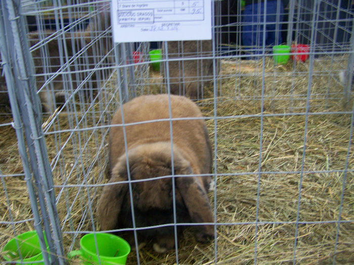 100_9329 - Expo Iasi 2014