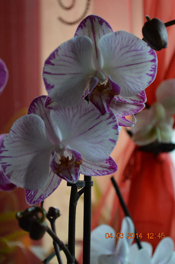 Minho Princess - Phalaenopsis1