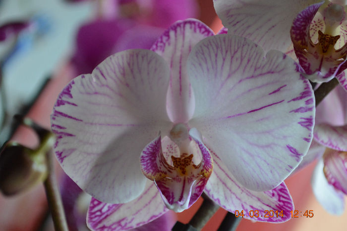 Minho Princess - Phalaenopsis1