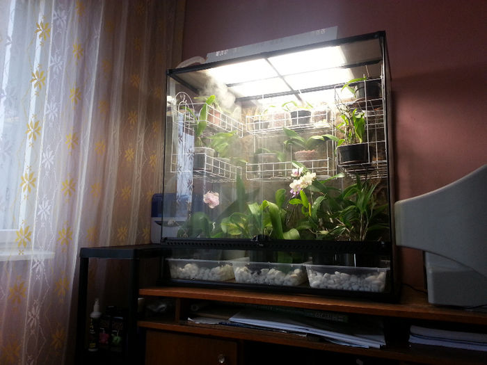 20140302_141222; orhidariului meu :)
