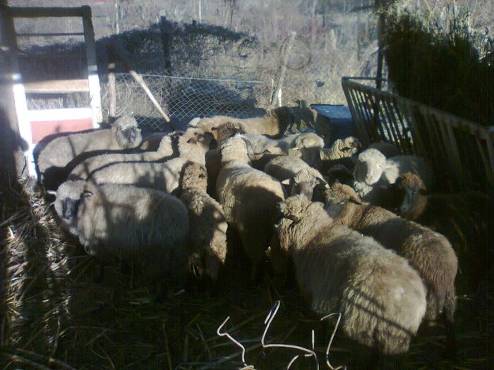 Oile lui tati in plina iarna