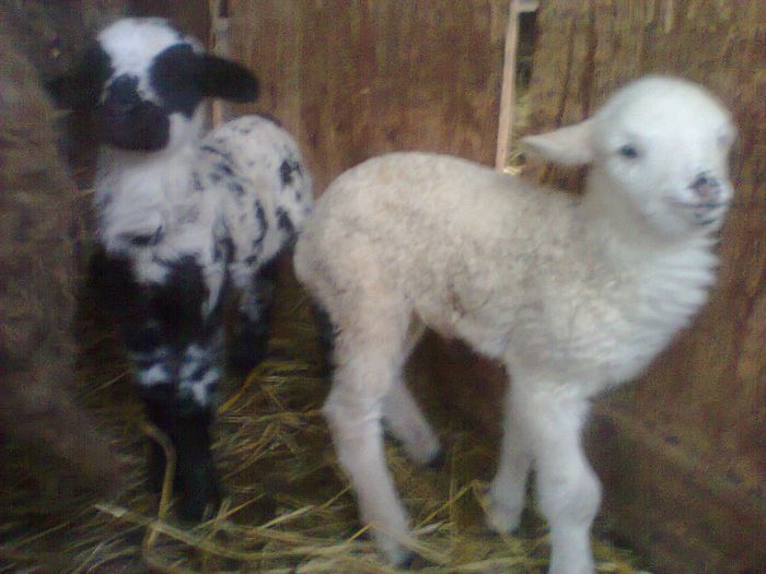 Pereche fatata de o oaie