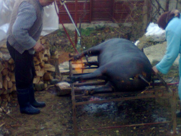 Terminarea celui de al doilea porc