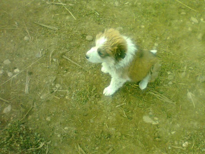 Vera ciobanesc carpatin