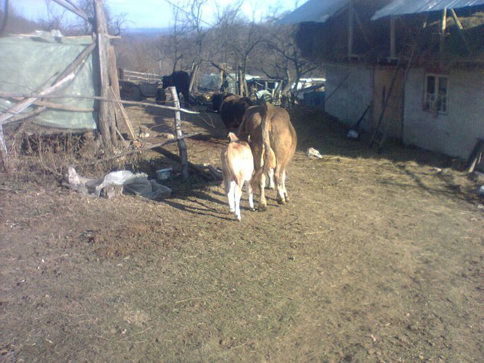 Crenguta mergea la separat