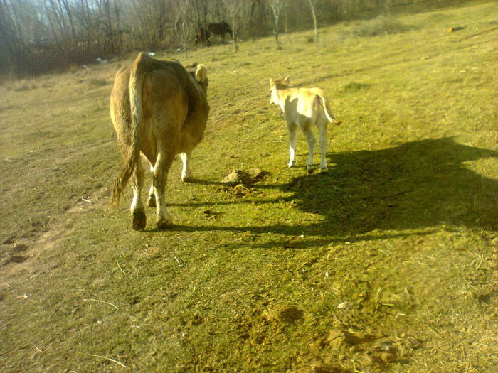 Pamela si viteaua de o luna