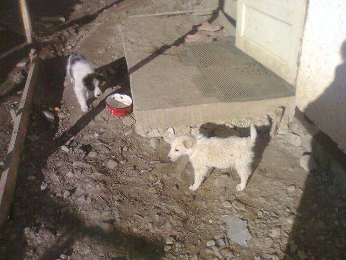 REX si TARA tot carpatini