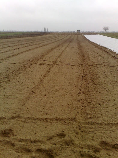 teren pregatit pt plantat cartofi