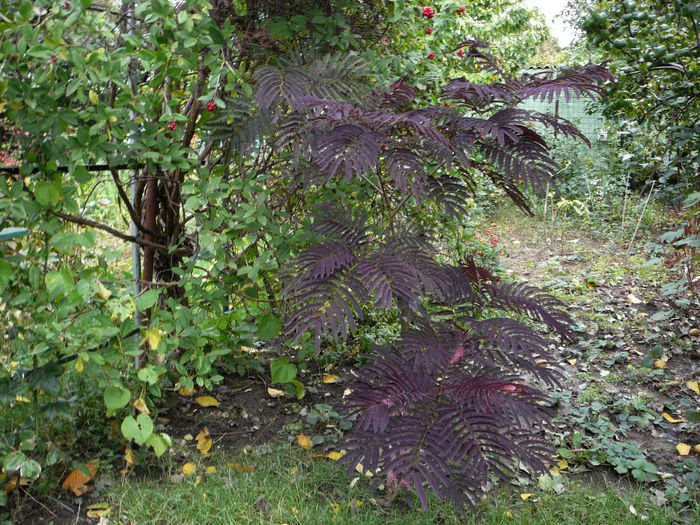 albizia julibrissin - Gradina - vara 2013