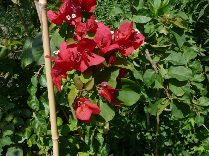 Bougainvillea (2)