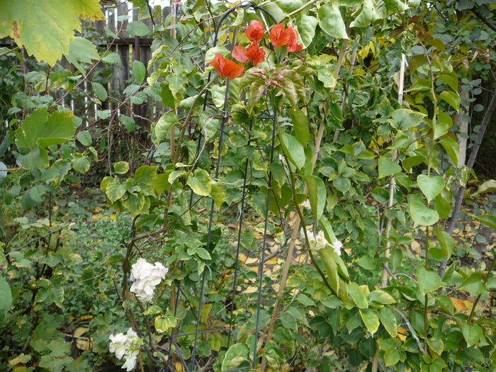 Bougainvillea (6)