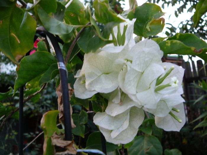 Bougainvillea (7) - Gradina - vara 2013