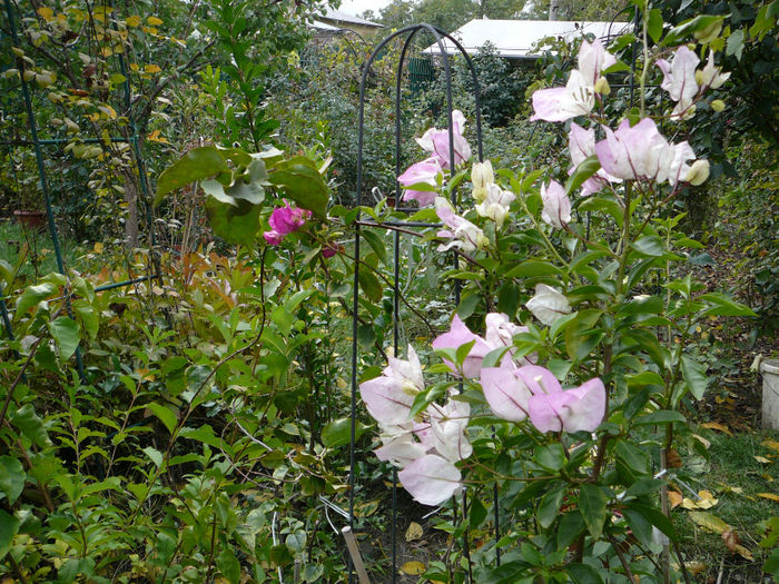 Bougainvillea (9) - Gradina - vara 2013