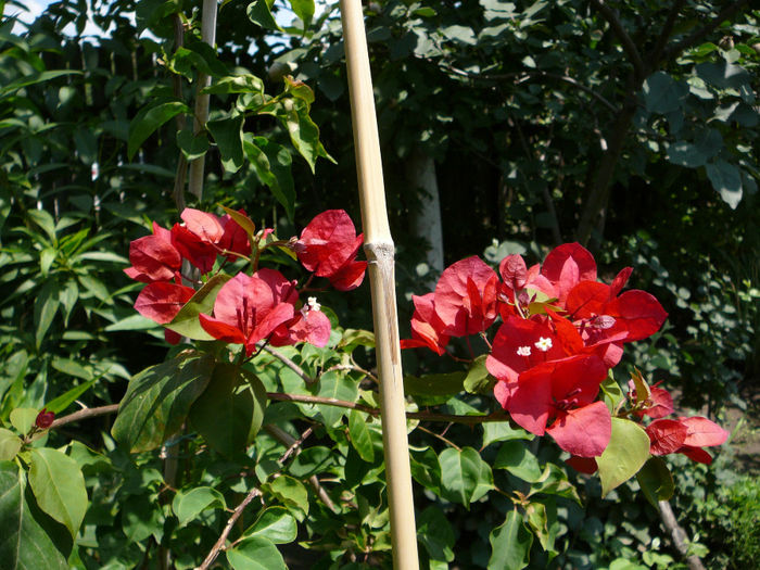 Bougainvillea - Gradina - vara 2013