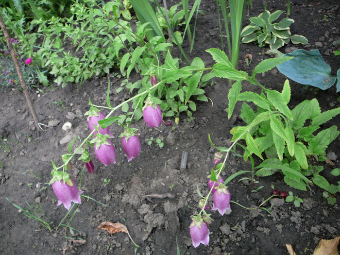 campanula rubra punctata - Gradina - vara 2013