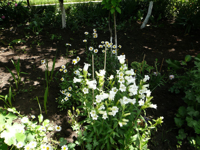 Campanule albe si margarete - Gradina - vara 2013