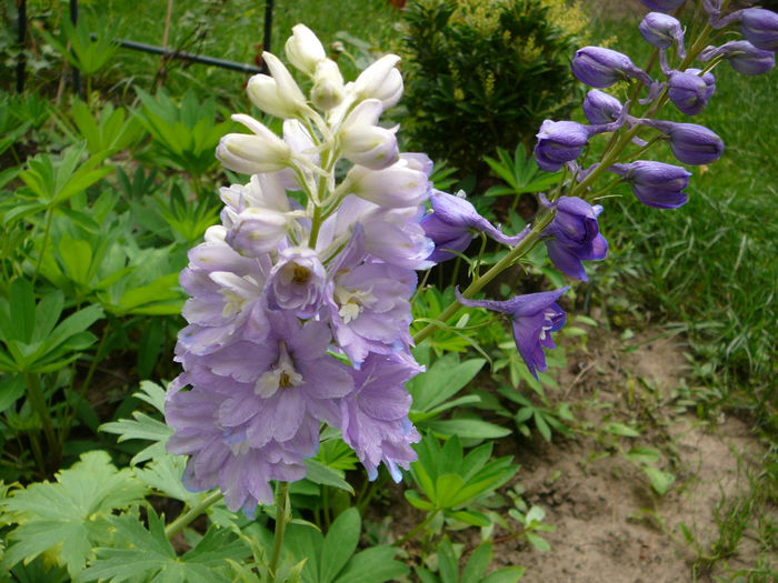 Delphinium (3) - Gradina - vara 2013