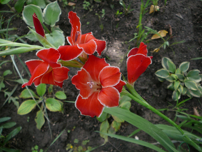 Gladiola rezistenta la ger (2)