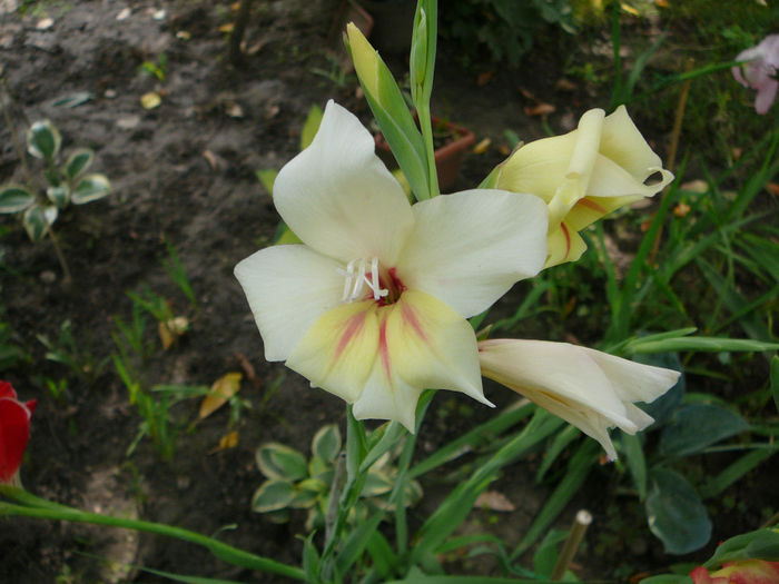 Gladiola rezistenta la ger (3)