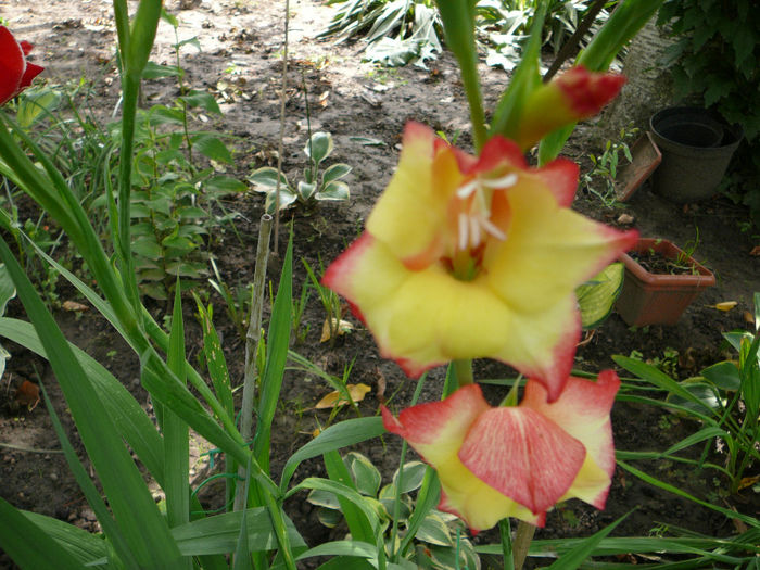 Gladiola rezistenta la ger (5)