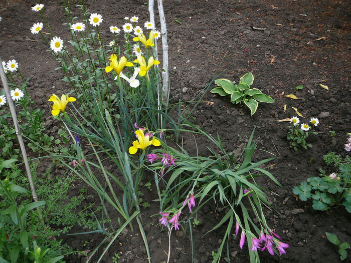 Gladiole bizantine si Irisi