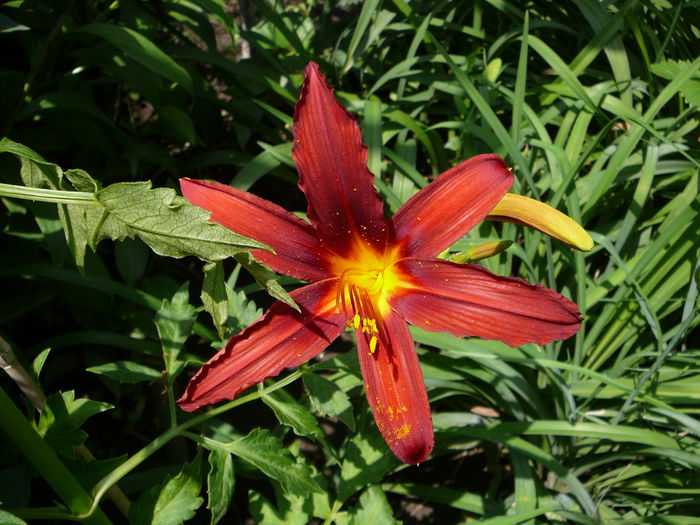 Hemerocallis (2)