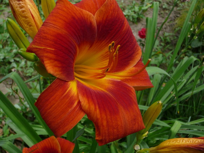 Hemerocallis (3)