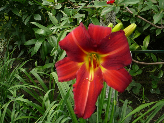 Hemerocallis (5)