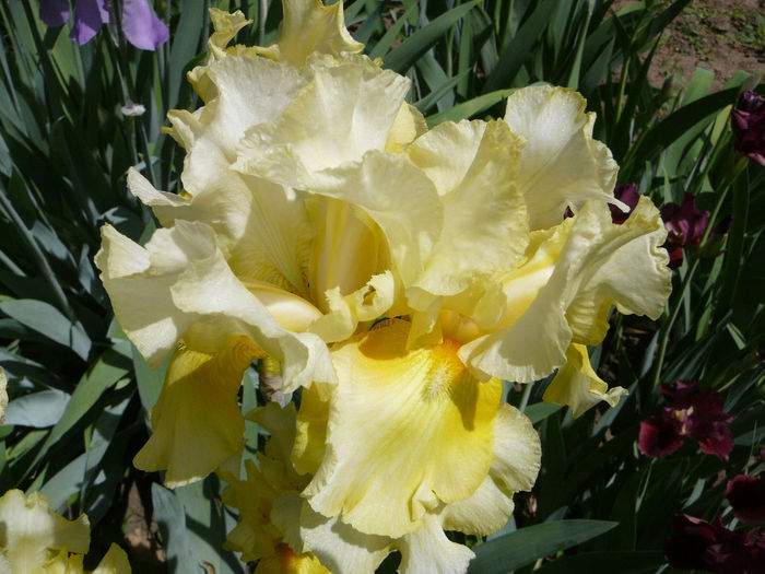 Iris (2)