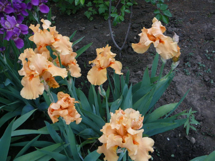 Iris (5) - Gradina - vara 2013