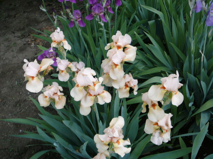 Iris (8) - Gradina - vara 2013
