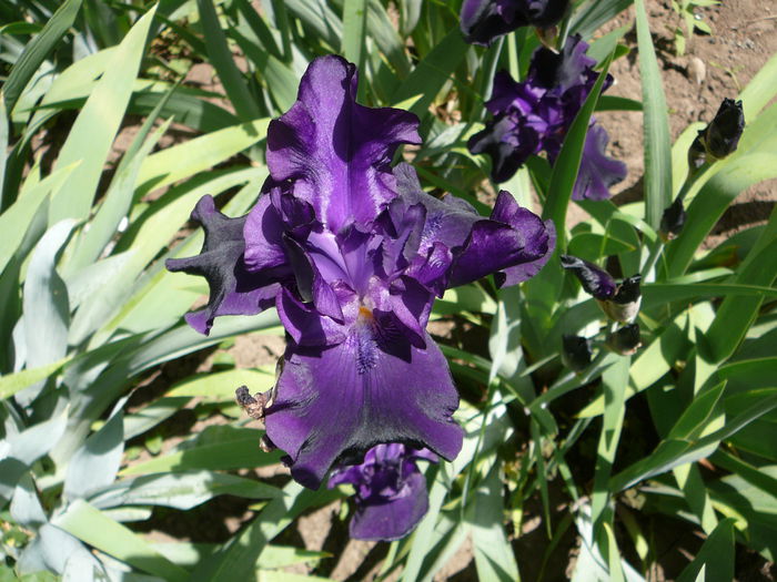 Iris (9)