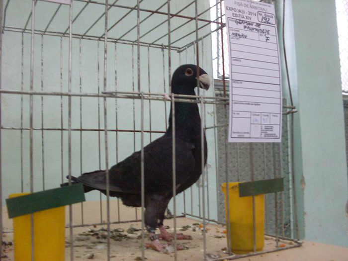 SDC18721 - porumbei mei in expozitia Iasi 2014