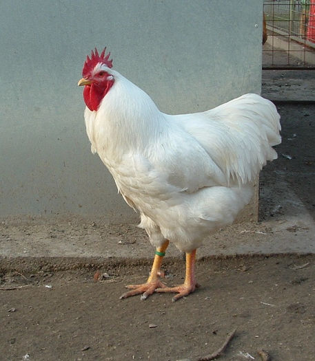 cocos linia germana