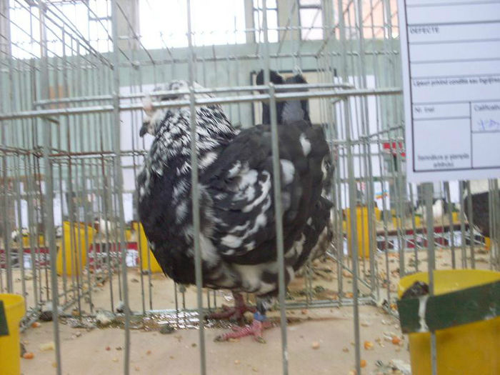 SDC18728 - porumbei mei in expozitia Iasi 2014