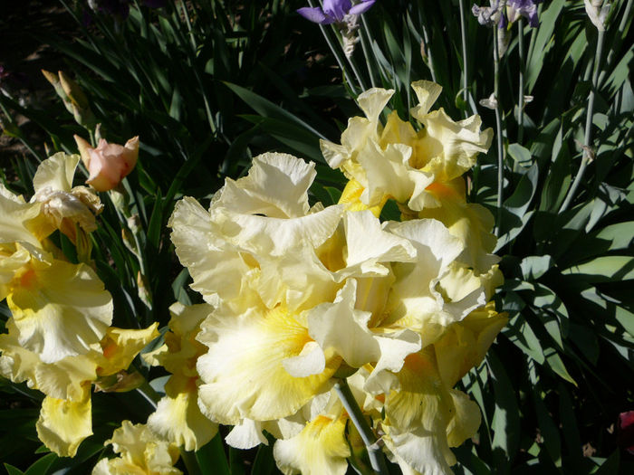 Iris