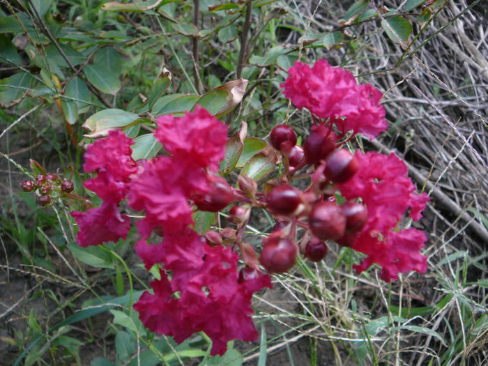 lagerstroemia indica (crepe myrtle) - red
