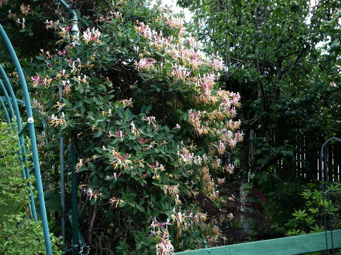 Lonicera