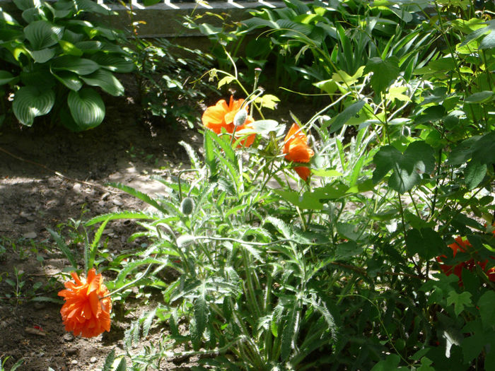 Maci - Gradina - vara 2013