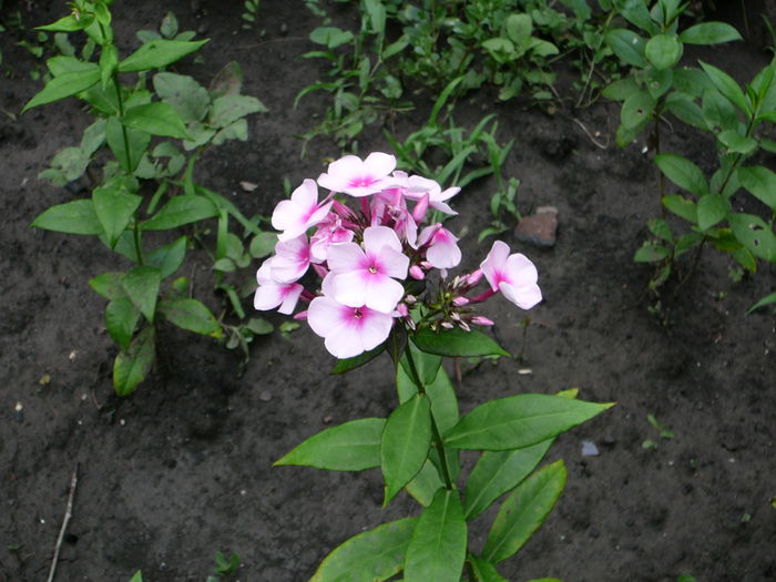 Phlox (3)