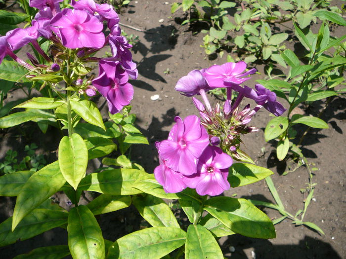 Phlox (4)