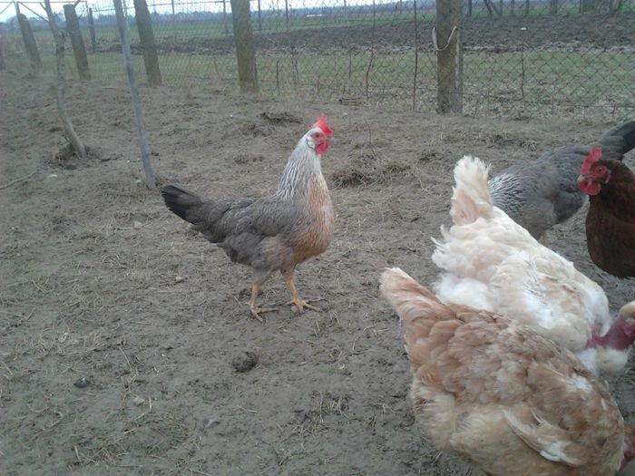 Femel Italiene Argintii p.2