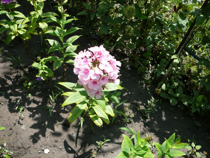 Phlox