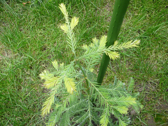 Sequoia - Gradina - vara 2013
